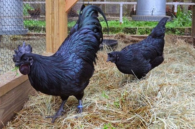 
Từ móng vuốt, lông, mỏ, chân, lưỡi đến cuống họng của gà Ayam Cemani chỉ đặc một màu đen tuyền.
