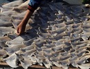 Bộ Công Thương thông tin về sự việc vây cá mập phơi tại trụ sở Thương vụ Chile