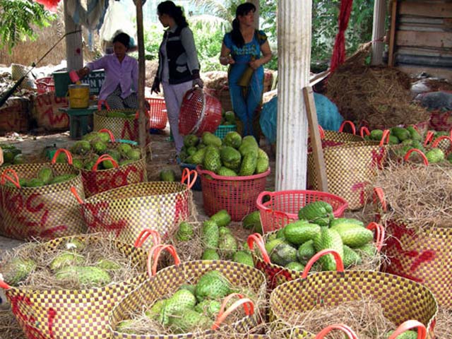 
Nông dân Tân Phú Đông chuẩn bị xuất bán mãng cầu xiêm. Ảnh: T.C

