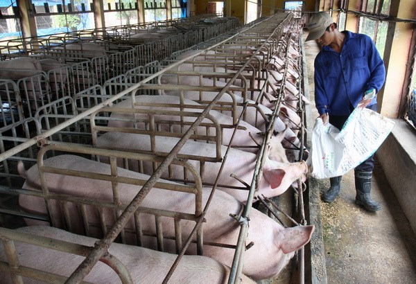 Vào TPP, ngành chăn nuôi Việt Nam sẽ chịu “đau đớn” nhất?