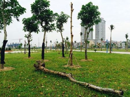 Phát hiện thêm hàng loạt cây chết khô bên cầu Nhật Tân