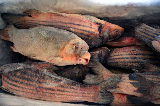 
Con cá này rất nhanh chết nên việc sơ chế thủ công đã làm cá suy giảm chất lượng, về đến Việt Nam cá khô cháy, mất hết nhớt, thậm chí còn bị ươn thối.
