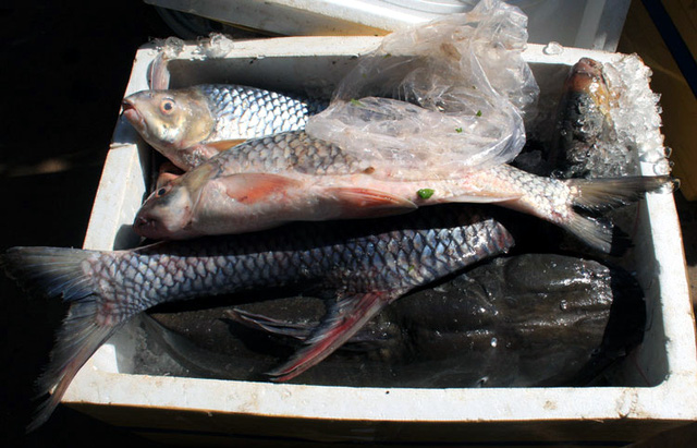 Cá anh vũ Campuchia được ướp thô sơ bằng đá, vận chuyển qua quãng đường dài nên chết hết