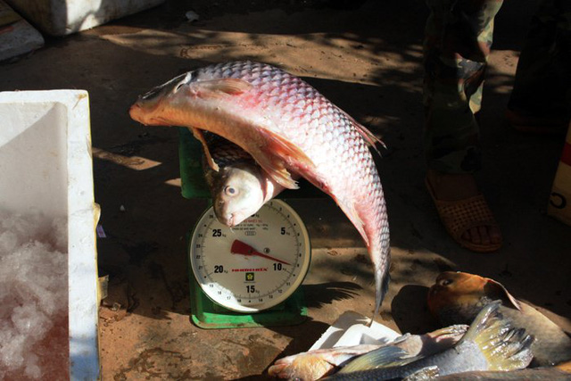 
Cá anh vũ Campuchia
