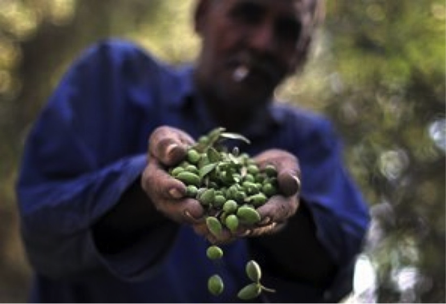 Nông dân trồng cây ô liu - Ảnh: Ali Ali/EPA