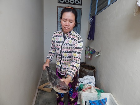 Cá bớp ở huyện Vạn Ninh chết hàng loạt khiến người dân điêu đứng