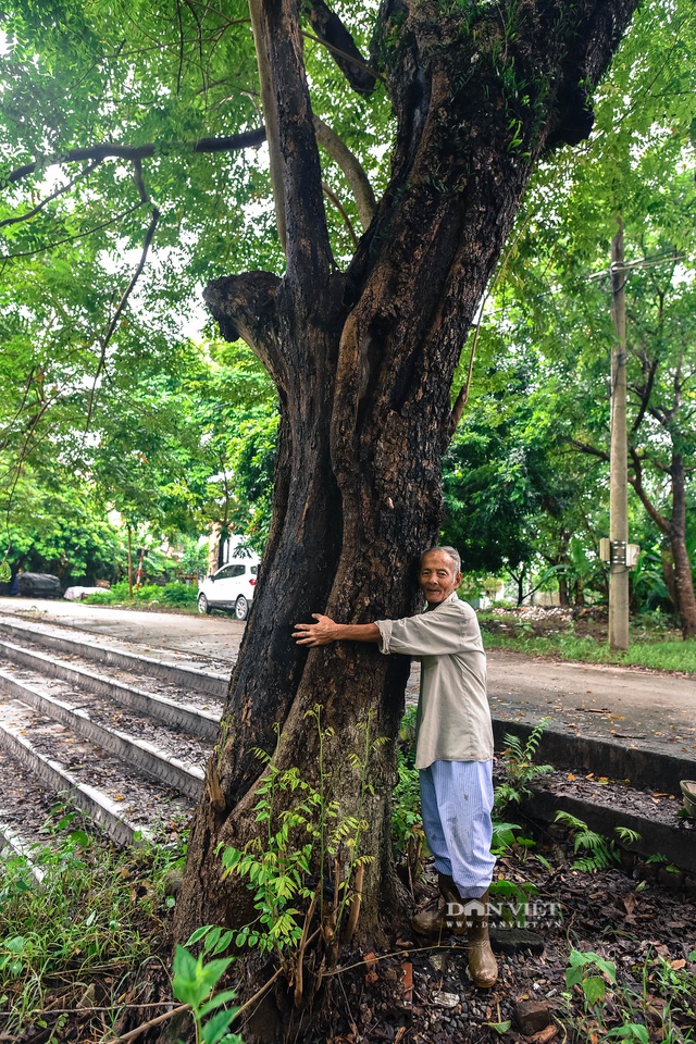 Chiêm ngưỡng cây sưa trăm tuổi ở Hà Nội, trả 60 tỷ đồng không bán - 4