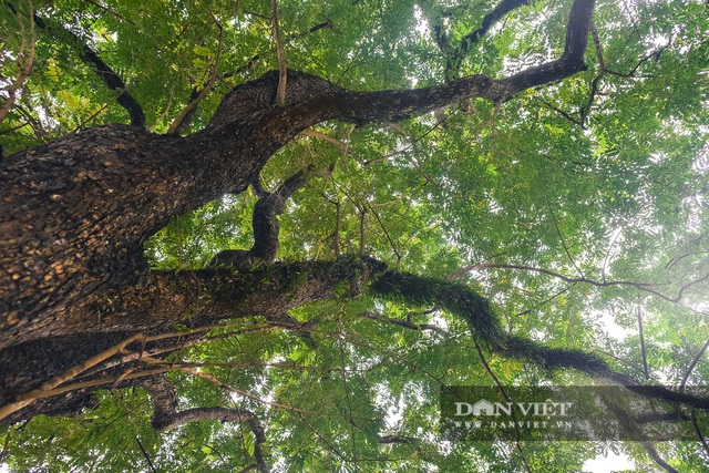 Chiêm ngưỡng cây sưa trăm tuổi ở Hà Nội, trả 60 tỷ đồng không bán - 5