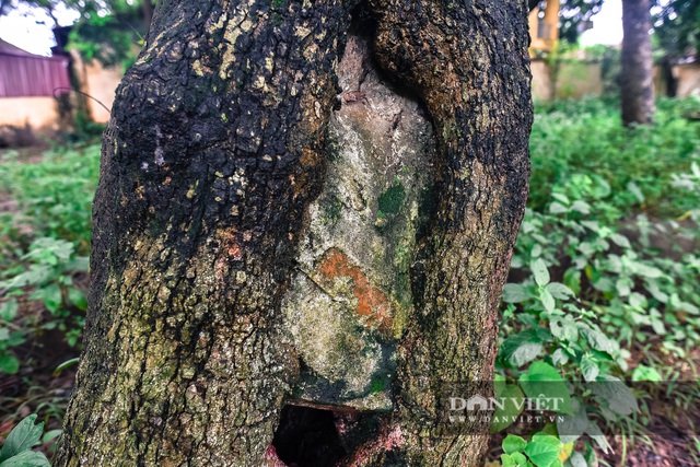 Chiêm ngưỡng cây sưa trăm tuổi ở Hà Nội, trả 60 tỷ đồng không bán - 6