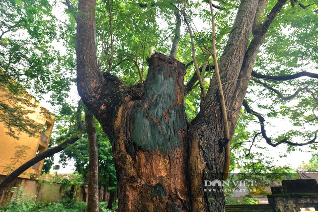 Chiêm ngưỡng cây sưa trăm tuổi ở Hà Nội, trả 60 tỷ đồng không bán - 7