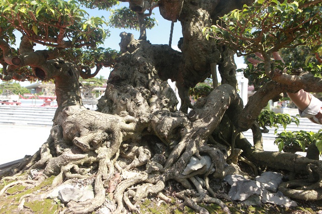 “Siêu cây” của nông dân Thái Bình được trả 10 tỷ đồng vẫn lắc đầu không bán - 5