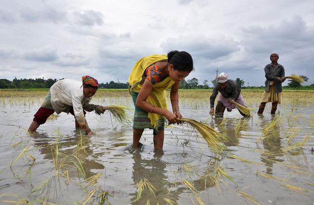 Trung Quốc lần đầu nhập gạo Ấn Độ sau 30 năm - 1