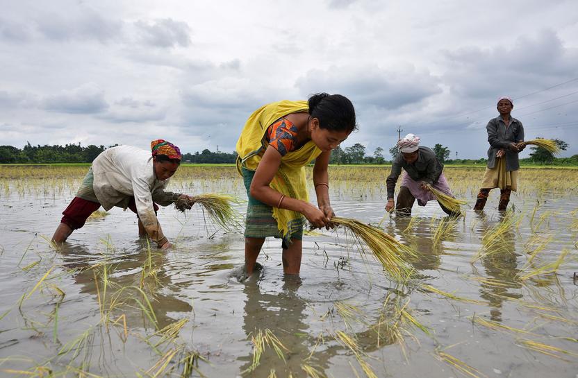 Trung Quốc lần đầu nhập gạo Ấn Độ sau 30 năm
