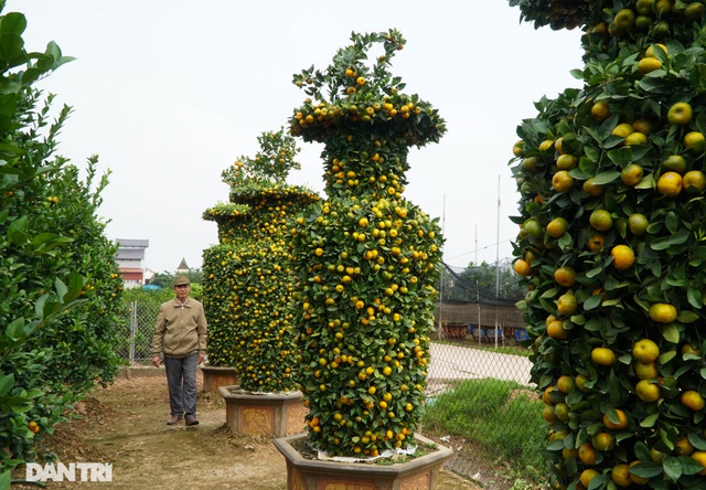 Chiêm ngưỡng vườn quýt lục bình khủng chuẩn bị cho Tết Tân Sửu - 2
