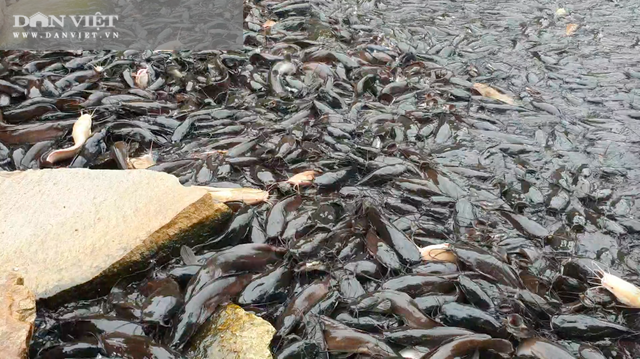Chuyện khó tin ở tỉnh An Giang: Hàng nghìn con cá trê nổi đen kịt kín mặt ao - 1