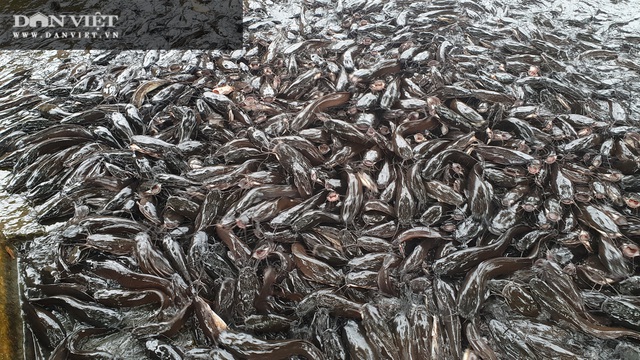 Chuyện khó tin ở tỉnh An Giang: Hàng nghìn con cá trê nổi đen kịt kín mặt ao - 2