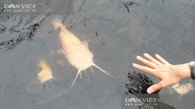 Chuyện khó tin ở tỉnh An Giang: Hàng nghìn con cá trê nổi đen kịt kín mặt ao - 3