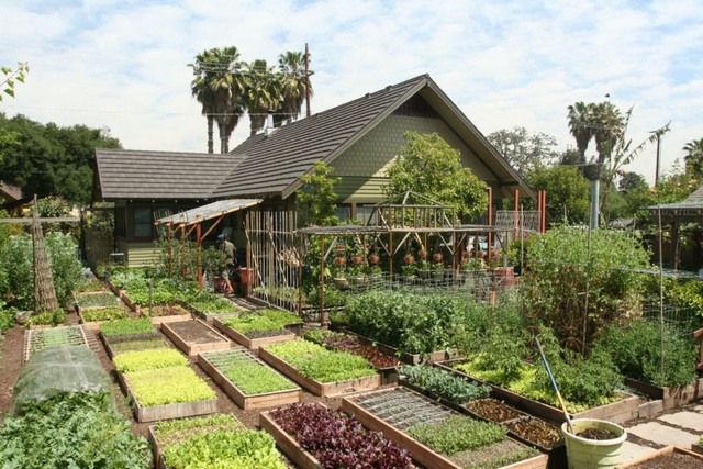 Gia đình biến vườn nhỏ thành nông trại, mỗi năm thu về cả tấn rau - 1