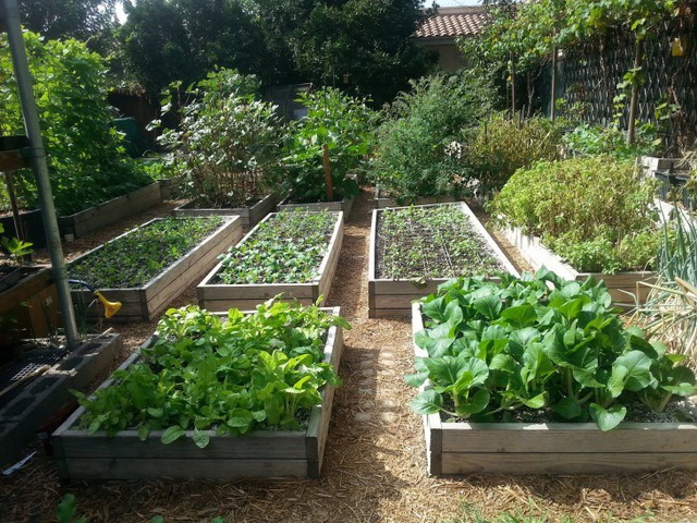 Gia đình biến vườn nhỏ thành nông trại, mỗi năm thu về cả tấn rau - 5