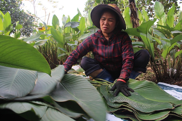 Hồ hởi thu hoạch ngọc xanh, dân Hà Nội kiếm tiền triệu mỗi ngày dịp Tết - 7