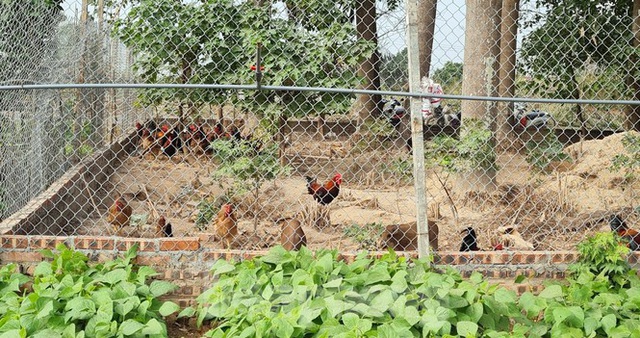 Biệt thự nuôi gà, trồng rau ngoại thành Hà Nội bất ngờ được thổi giá dựng ngược - 10
