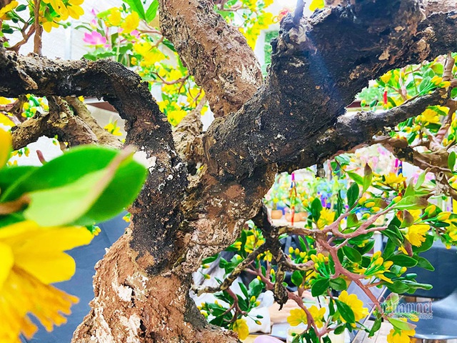 Bà chủ Sài Gòn dùng 35 kg đất sét làm cây mai cao 2 m chơi Tết - 9