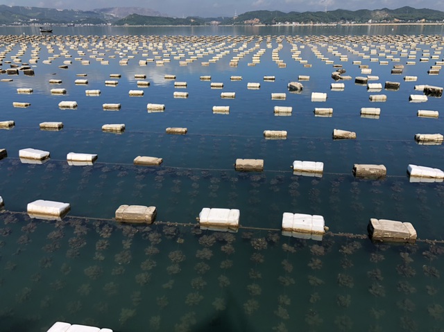 Ế 520 tấn cá song, 6.000 tấn hàu tại vựa hải sản Vân Đồn - 2