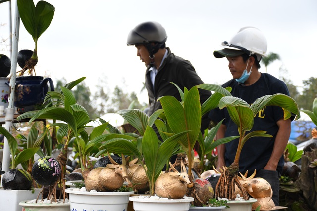 Độc đáo bonsai dừa hình trâu thu hút khách Tết Tân Sửu - 4