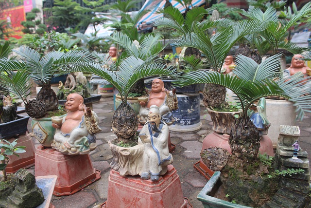 Chán mai, ngán đào, nhiều thượng đế săn lùng mua vạn tuế bonsai chơi Tết - 2