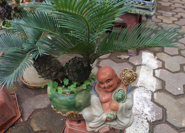 Chán mai, ngán đào, nhiều thượng đế săn lùng mua vạn tuế bonsai chơi Tết - 7