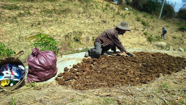 Người dân vùng sâu Đắk Lắk tăng thu nhập từ nghề... nhặt phân bò - 2