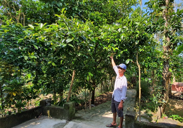 Loại cây xóa đói giảm nghèo có một không hai của người dân Quảng Nam - 1