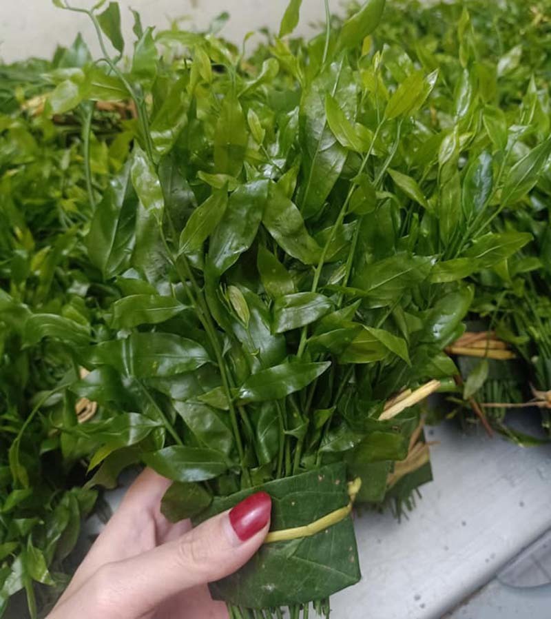 Món rau lạ trên rừng về Hà Nội, 200.000 đồng/kg vẫn 