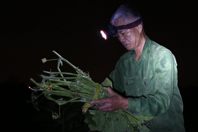 Hà Nội: Dậy từ 1h cắt rau bí, người trồng rau thu hàng chục triệu đồng/vụ - 4