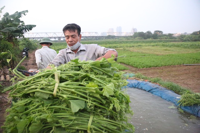 Hà Nội: Dậy từ 1h cắt rau bí, người trồng rau thu hàng chục triệu đồng/vụ - 8
