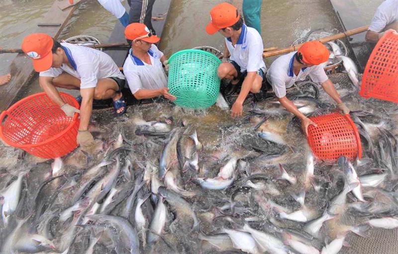 Kết quả rà soát chống bán phá giá cá tra, basa Việt Nam tại Hoa Kỳ