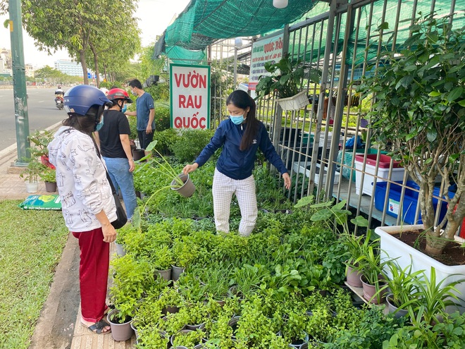 Dân Sài Gòn thích làm vườn mùa dịch, giới kinh doanh cây trồng hốt bạc - 4