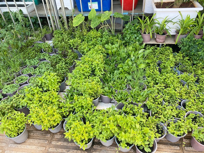 Dân Sài Gòn thích làm vườn mùa dịch, giới kinh doanh cây trồng hốt bạc - 5