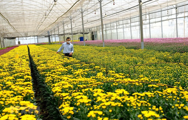 Lâm Đồng cần giải cứu hàng trăm triệu cành hoa, có loại 10.000 đồng/kg - 1