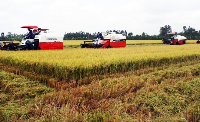 Covid-19 bủa vây vựa lúa lớn nhất Việt Nam, nông sản mòn mỏi chờ được bán - 1