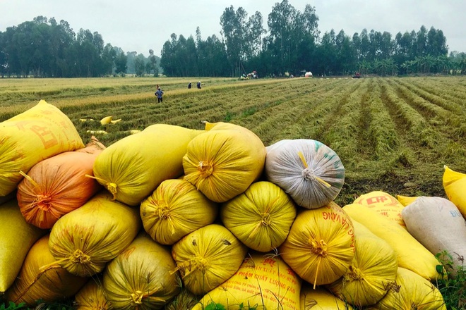 Covid-19 bủa vây vựa lúa lớn nhất Việt Nam, nông sản mòn mỏi chờ được bán - 2