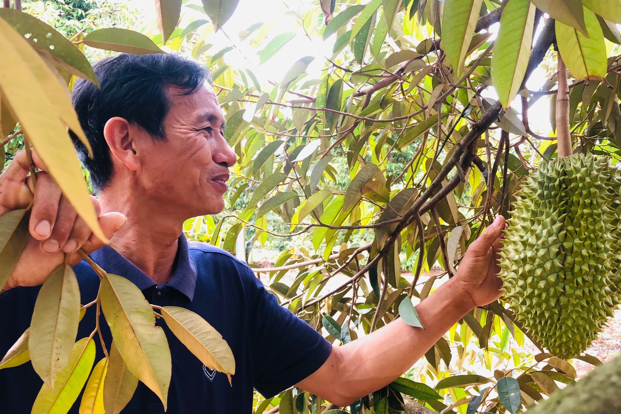 Xen canh trồng cà phê và cây ăn quả, lão nông Gia Lai kiếm tiền tỷ mỗi năm