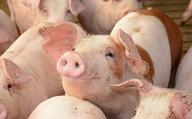 Giá thịt lợn giảm sâu, người chăn nuôi Trung Quốc đau đầu với khoản vay nợ