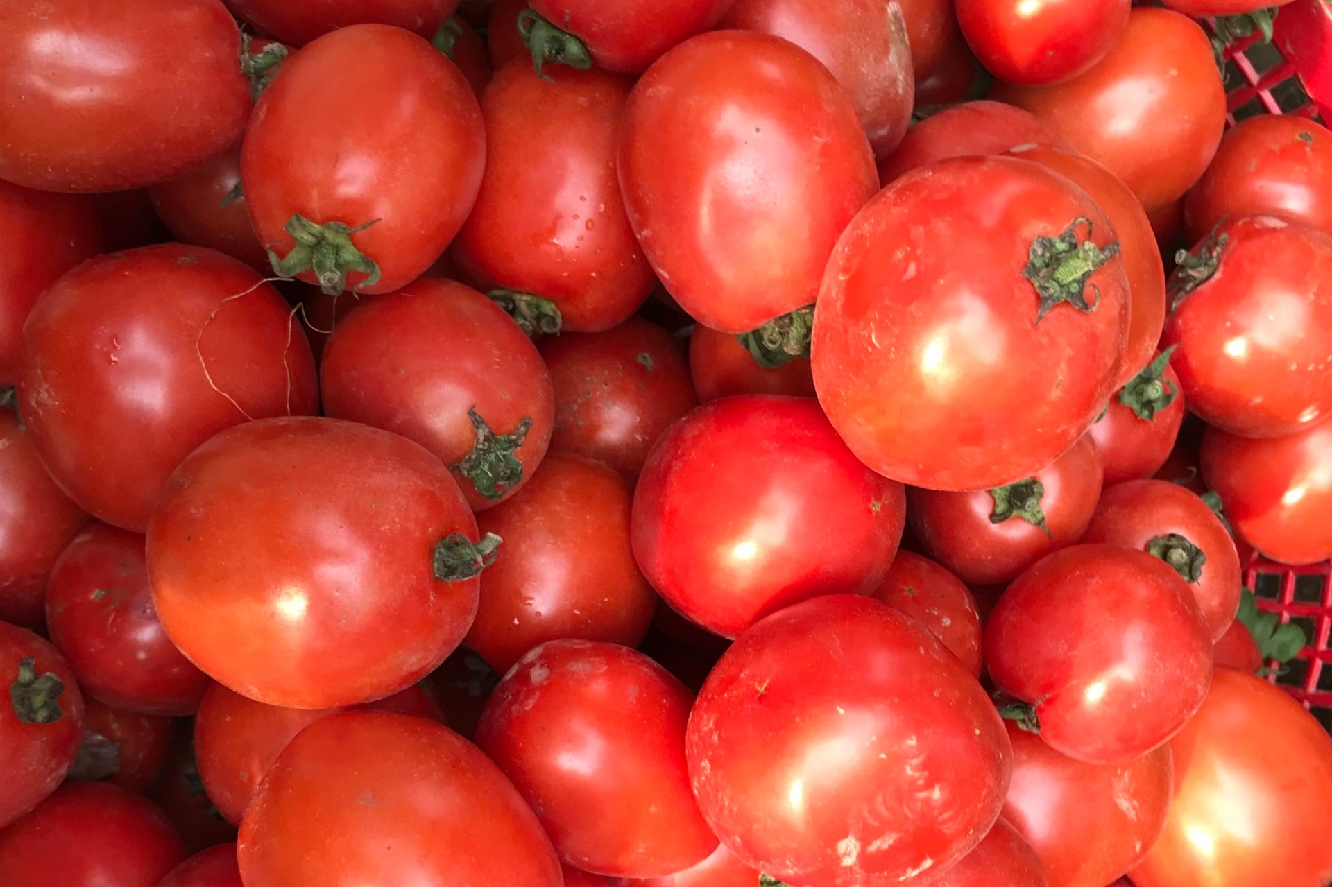 Giá cà chua tăng sốc, chạm mốc 50.000 đồng/kg