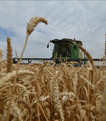 FAO: Giá lương thực thế giới giảm tháng thứ 10 liên tiếp