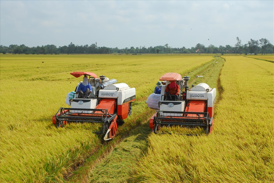 Several people harvesting rice in a field

Description automatically generated